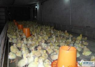 健康7日齡防疫大白鵝 農(nóng)副產(chǎn)品中的優(yōu)選品種