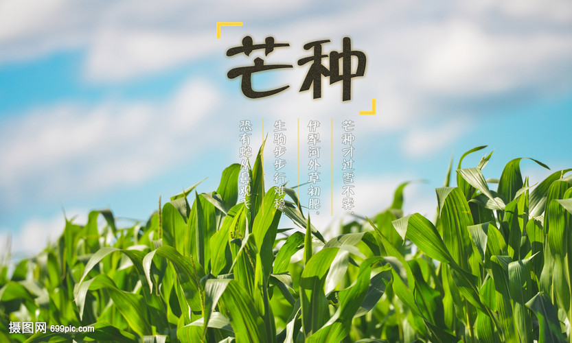 芒種時(shí)節(jié)繪豐年 創(chuàng)意海報(bào)點(diǎn)亮畜產(chǎn)品購(gòu)銷新篇章