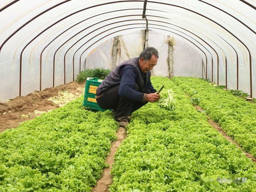 產(chǎn)銷對(duì)接顯成效 30噸滯銷蔬菜成功售出，畜產(chǎn)品購(gòu)銷貿(mào)易同步拓展