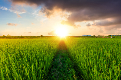 為何東北大米那么受歡迎？原來是這樣