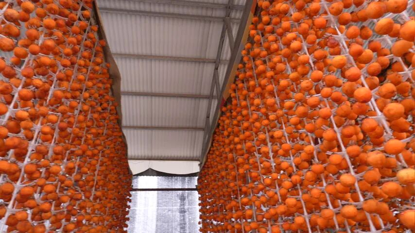 和美鄉村|磁縣 冰柿破局，甜了鄉親！